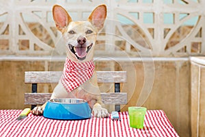 Dog eating a the table with food bowl