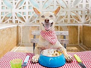 Dog eating a the table with food bowl