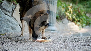 The dog is eating,in the yard there is a stray dog â€‹â€‹in the street,a hungry animal.