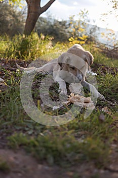 Dog eating yufka bread