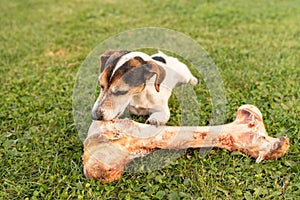 Dog eats a big bone