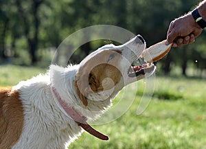 a dog eats bread from the owner hands photo