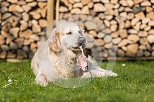 Dog eats calf sternum photo