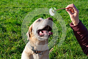 The dog eats dandelions and grass, vitamin deficiency, balanced diet . Labrador.