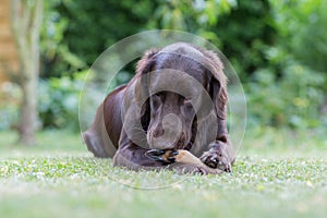 Dog eats a deer leg