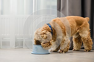 The dog eats food from his bowl with appetite