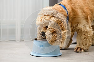 The dog eats food from his bowl with appetite