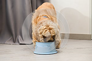 The dog eats food from his bowl with appetite