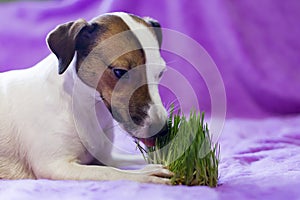 Dog eats the grass, the promotion of health