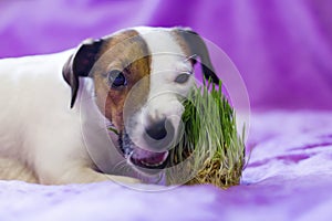 Dog eats the grass, the promotion of health