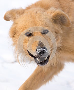 A dog eats meat in the snow