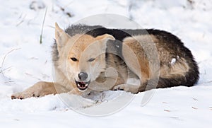 A dog eats meat in the snow