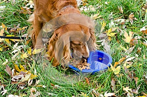 Dog eats pet food from a rubber bowl in nature photo