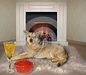 Dog eats red caviar near fireplace