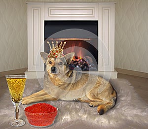 Dog eats red caviar near fireplace 2