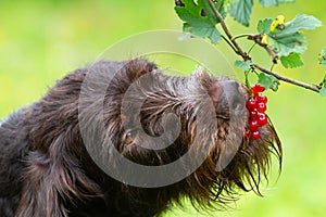 Der Hund ihr Johannisbeeren Beeren Zweig 