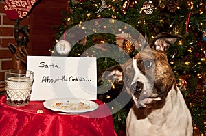 Dog Eats Santas Cookies. photo