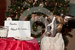 Dog Eats Santas Cookies. photo