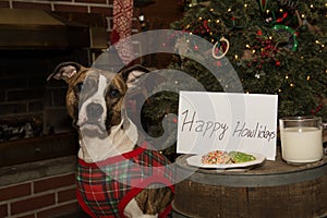 Dog Eats Santas Cookies photo