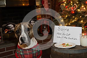 Dog Eats Santas Cookies photo