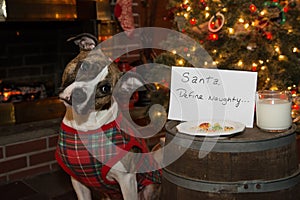 Dog Eats Santas Cookies photo