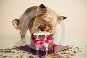 Dog in eats a small birthday cake