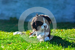 Dog eats stick