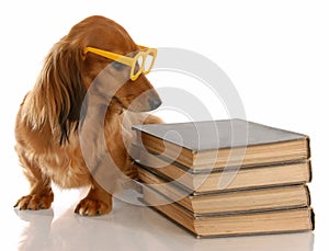 Der Hund ausbildung 