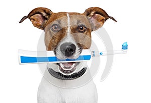 Dog with electric toothbrush photo