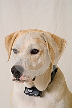 Dog with electronic training collar