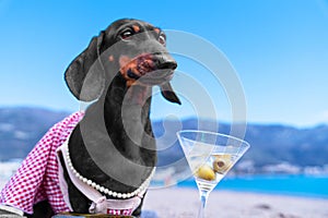 Dog in elegant clothes, pearl with martini glass olive at beach of luxury resort
