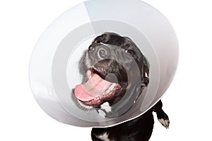 Dog in elizabethian collar