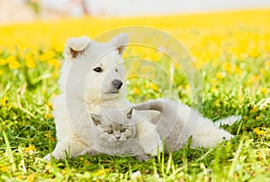 Dog embracing cat on a dandelion field