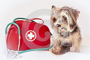 Dog with emergency or first aid kit and stethoscope. Foreground. Yorkshire terrier