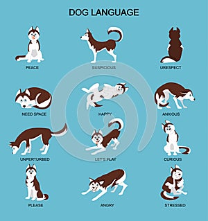 Dog emotions meaning with cute haski dog. Set of dog expressions