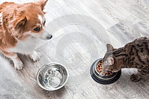 Dog with an empty bowl looks like a cat eating dry food