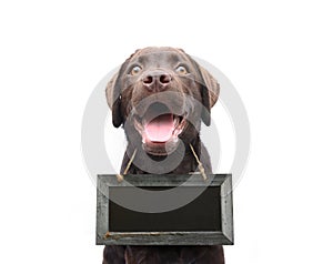 Dog with empty sign board collar with space for own text isolate