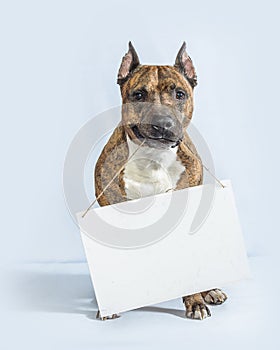 Dog with empty white board and sneer