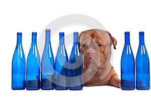 Dog and empty wine bottles