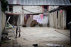 Dog enchained in Galway