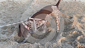 Dog energetically digging a hole in the sand at the Zuma Beach, Malibu, California