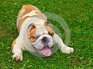 Dog English bulldog