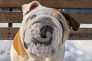 Dog. English bulldog. Cute purebred dog. Pets