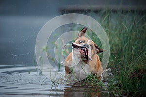 Dog English bulldog in water