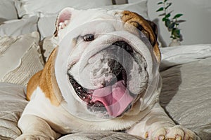 Dog. An English bulldog. Smiling cute purebred dog on the bed. Pets