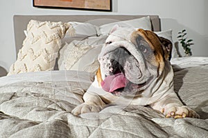 Dog. An English bulldog. Smiling cute purebred dog on the bed. Pets