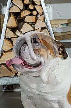 Dog. An English bulldog. Smiling cute purebred dog. Pets