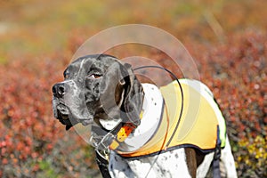 Dog english pointer