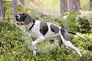 Dog english pointer