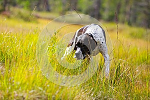 Dog english pointer